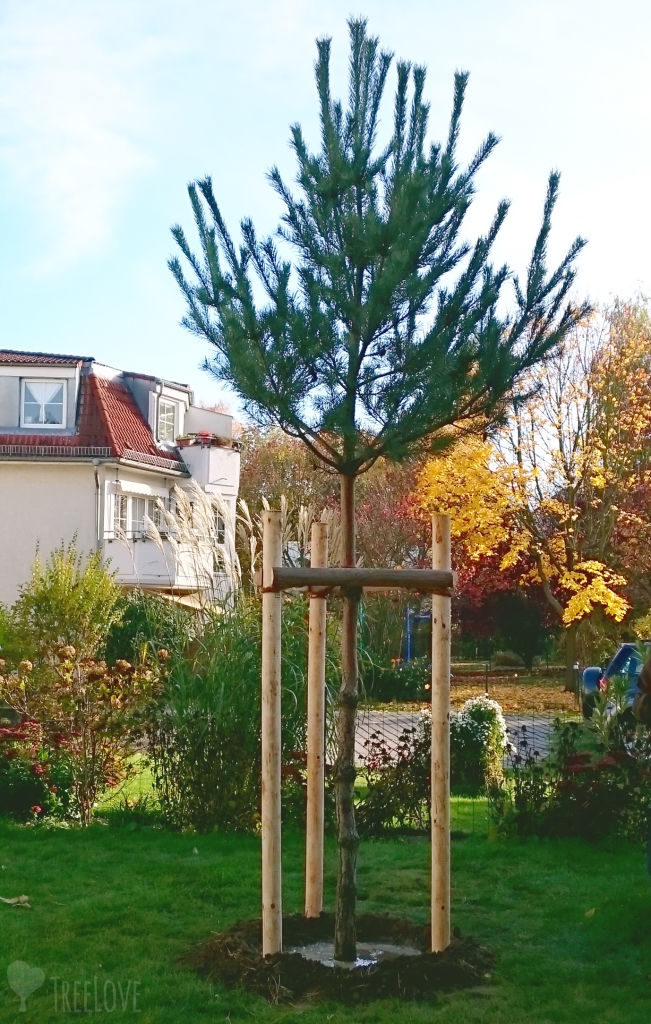 frisch gepflanzter Kiefern-Hochstamm mit Dreibock